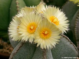 Astrophytum myriostigma